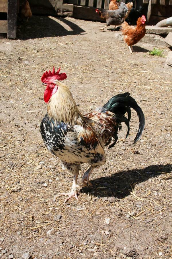 Laxhube Βίλα Gmünd Εξωτερικό φωτογραφία